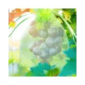 Мешочки-сетки из органзы для защиты винограда KAR124 30×20 см зеленые • Защитные садовые мешки для гроздей, фруктов и ягод