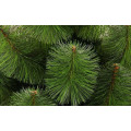 Сосна распушенная 2.2 м