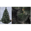 Сосна с белыми кончиками 2,2 м
