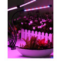 Фитолампа для растений 3 лампы • Гибкий LED-фитосветильник на прищепке для рассады и комнатных растений