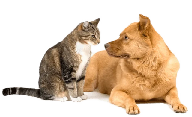 ÐÐ°ÑÑÐ¸Ð½ÐºÐ¸ Ð¿Ð¾ Ð·Ð°Ð¿ÑÐ¾ÑÑ ÑÐ¾Ð±Ð°ÐºÐ¸ ÐºÐ¾ÑÐºÐ¸